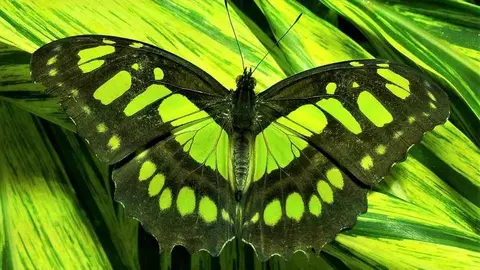 Museo Nacional de Historia Natural en el centro histórico de La Habana Vieja